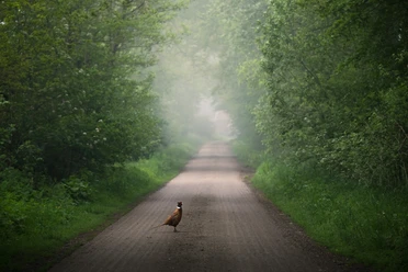 Fasan2_copyright Vincent Croce.jpg