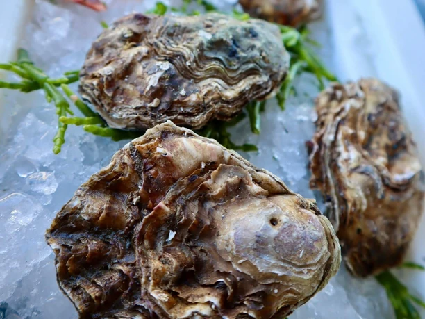 Fish and gourmet market at the Cologne Weidenpesch racecourse Close-up of oysters and prawns on ice with a little green garnish