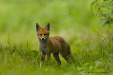 Der Fuchs
