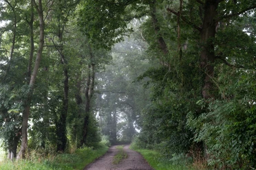Waldweg_copyright Vincent Croce.jpg