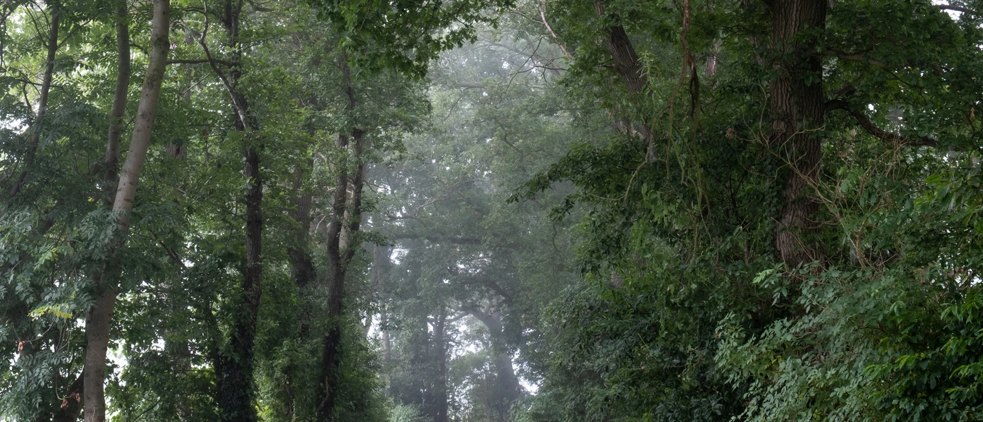 Waldweg_copyright Vincent Croce.jpg