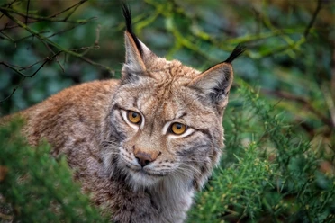 Eurasischer Luchs