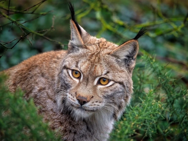 Eurasischer Luchs