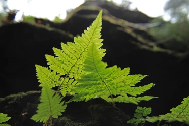 Farn in der Sächsischen Schweiz Grüne Farnblätter wachsen auf einem moosbedeckten Stein im Sonnenlicht.