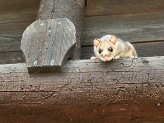 Siebenschläfer Kleines Tier mit großen Augen sitzt auf einem Holzstamm.