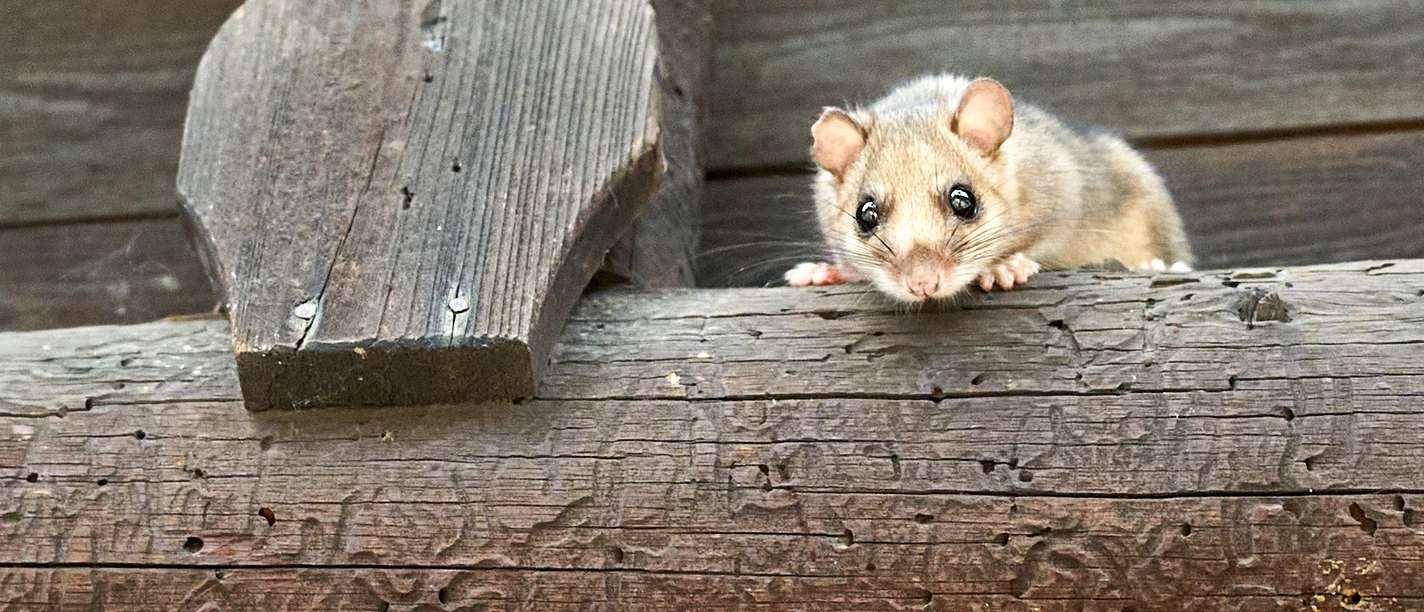 Siebenschläfer Kleines Tier mit großen Augen sitzt auf einem Holzstamm.