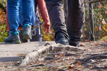 Wandern im Herbst Wandernde Personen auf einem Weg, ein Baumstamm und herbstliche Blätter im Vordergrund.