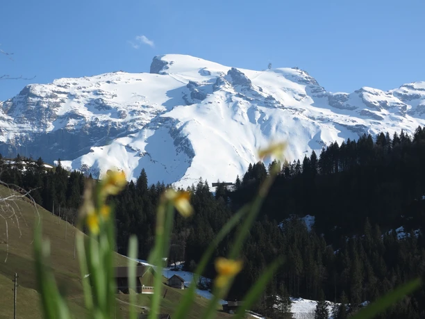 Panorama Titlis