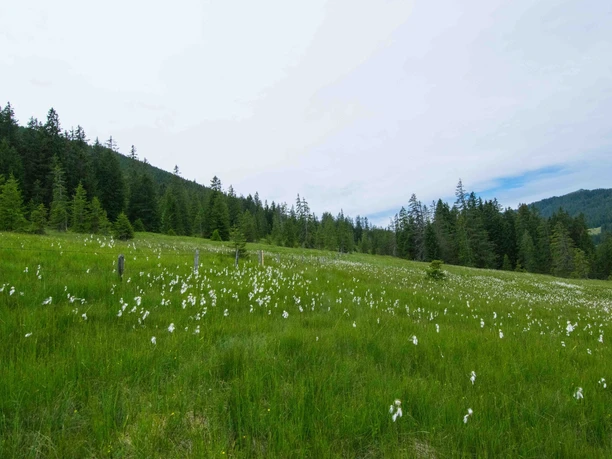 Wiese im Moorgebiet