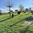 Alpakas auf der Wiese Alpakas auf grüner Weide im Sonnenlicht zwischen jungen Bäumen und weitem Himmel