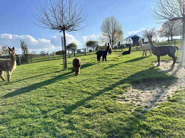 Alpakas auf der Wiese Alpakas auf grüner Weide im Sonnenlicht zwischen jungen Bäumen und weitem Himmel