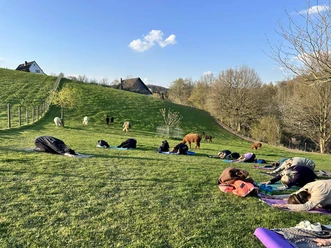 Yoga auf der Alpakaweide Yogaübungen auf einer grünen Wiese mit Alpakas im Hintergrund bei Sonnenuntergang.