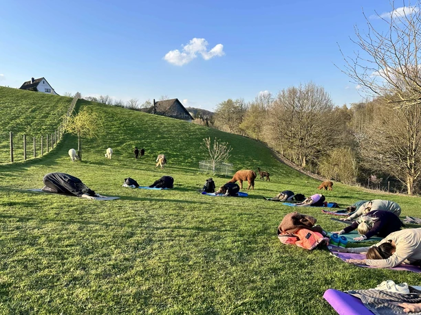Yoga auf der Alpakaweide Yogaübungen auf einer grünen Wiese mit Alpakas im Hintergrund bei Sonnenuntergang.