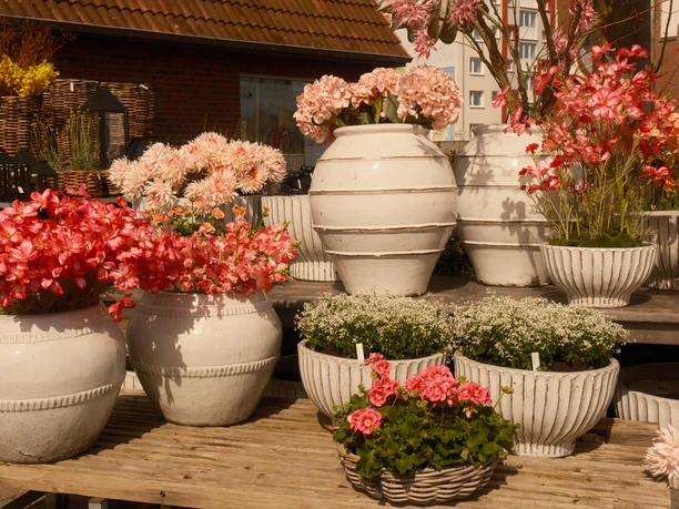 Blumen bei Blumen Hansen