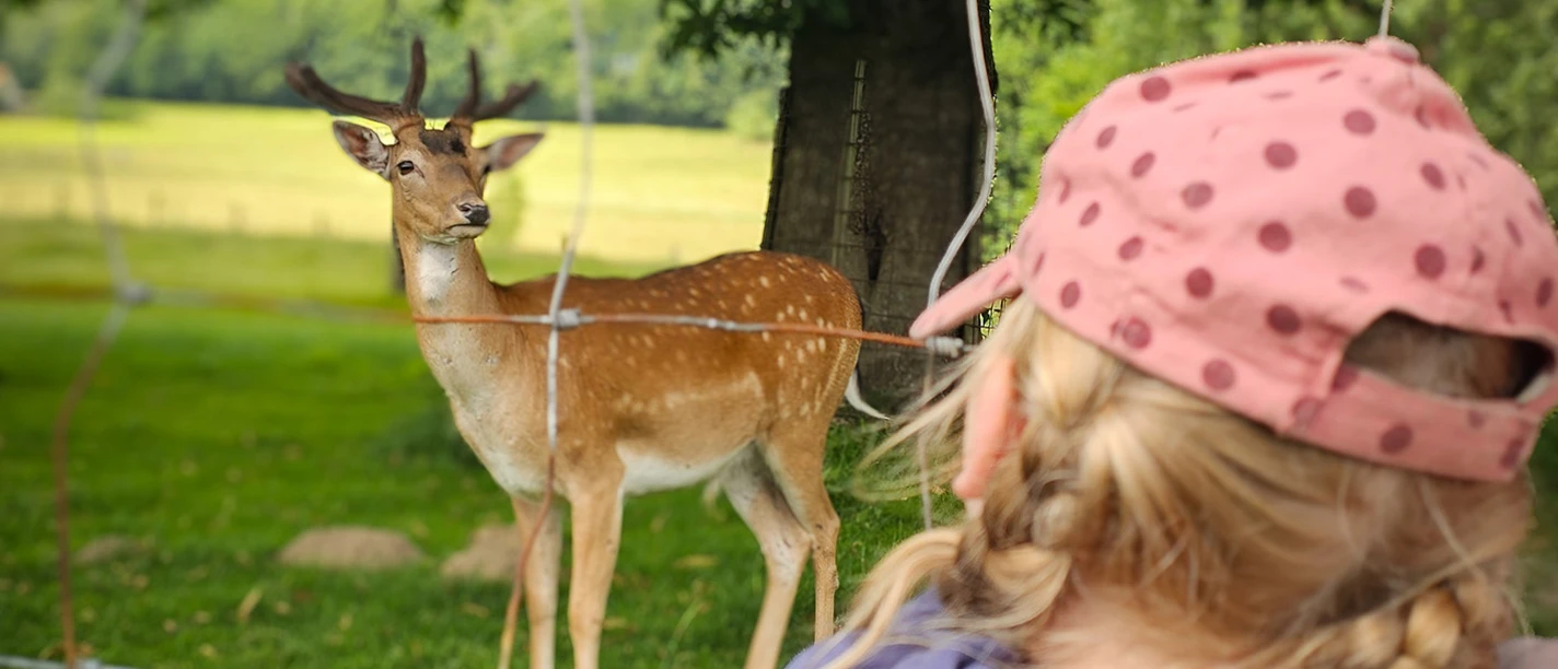 Damwildfuetterung-(c)BadIburgTourismus.jpg
