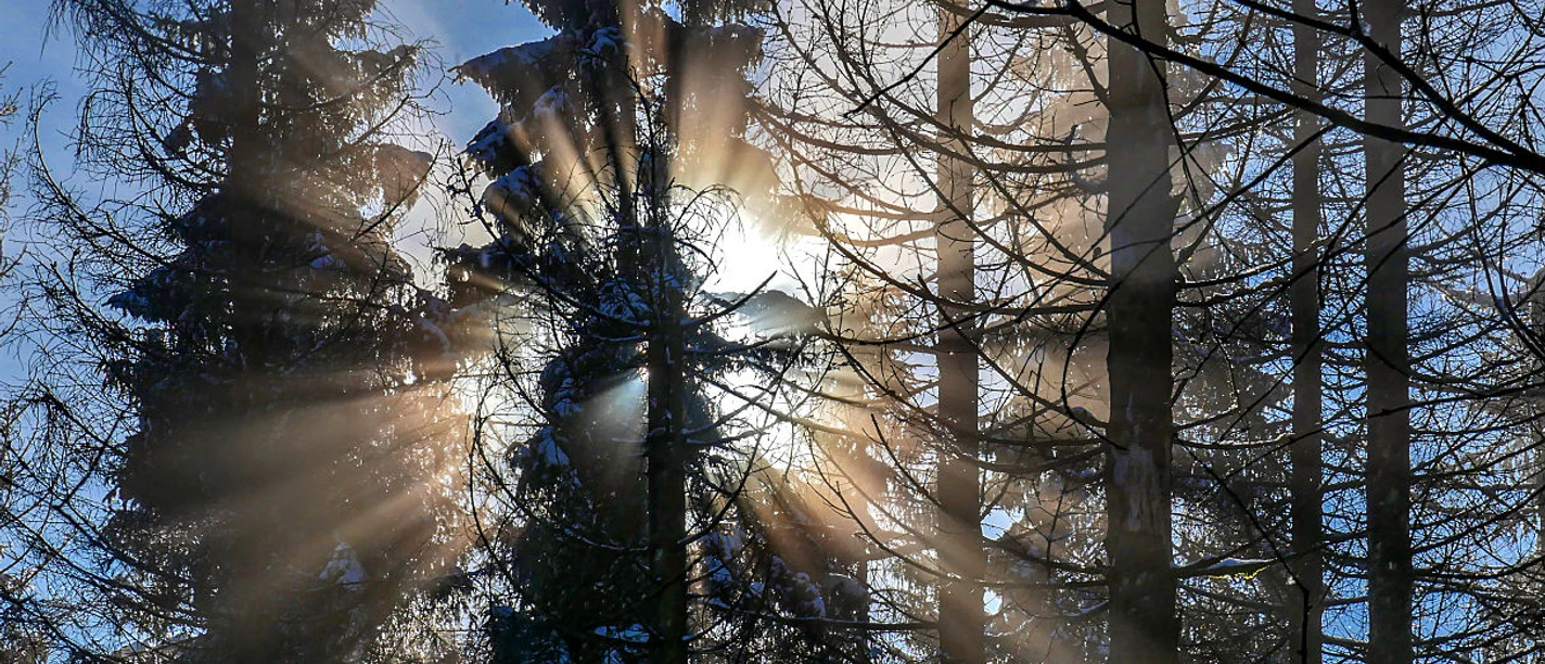 Sonnenstrahlen/ Tannen