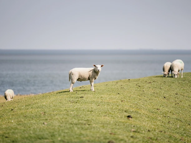 Nordfriesland_Pellworm_ Landschaft