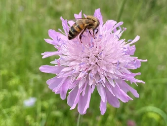 Biene auf Blume
