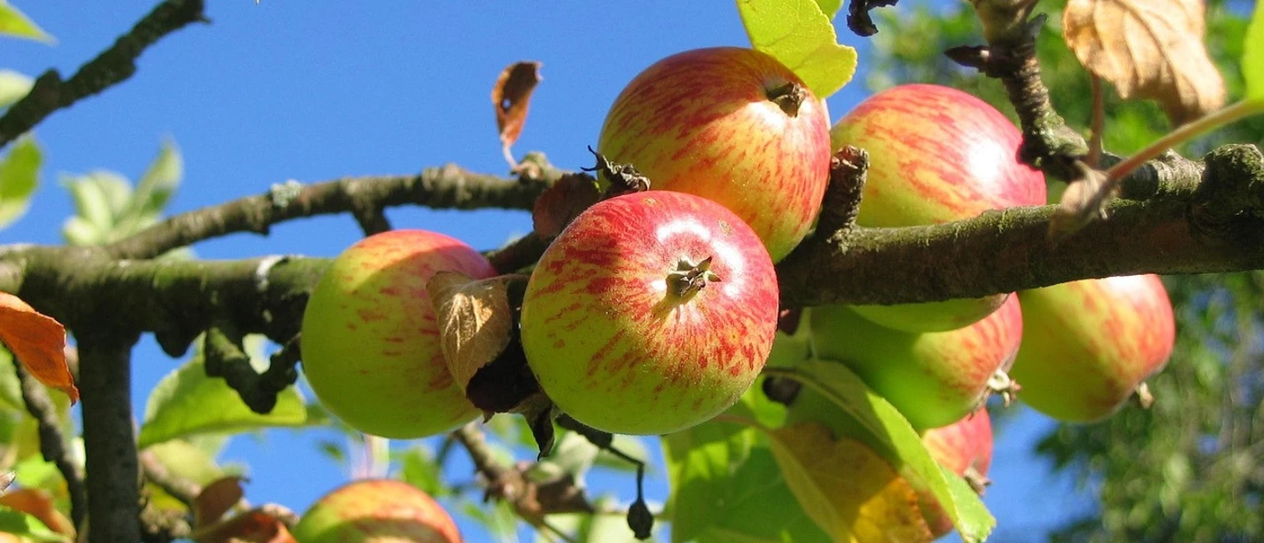 apple-tree-360083_1280