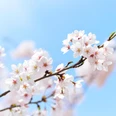 Frühling | Beispielbild Frühling