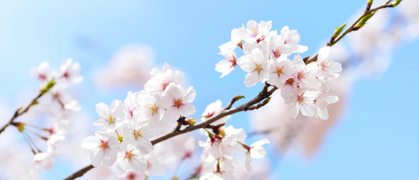 Frühling | Beispielbild Frühling
