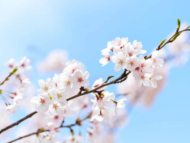 Frühling | Beispielbild Frühling