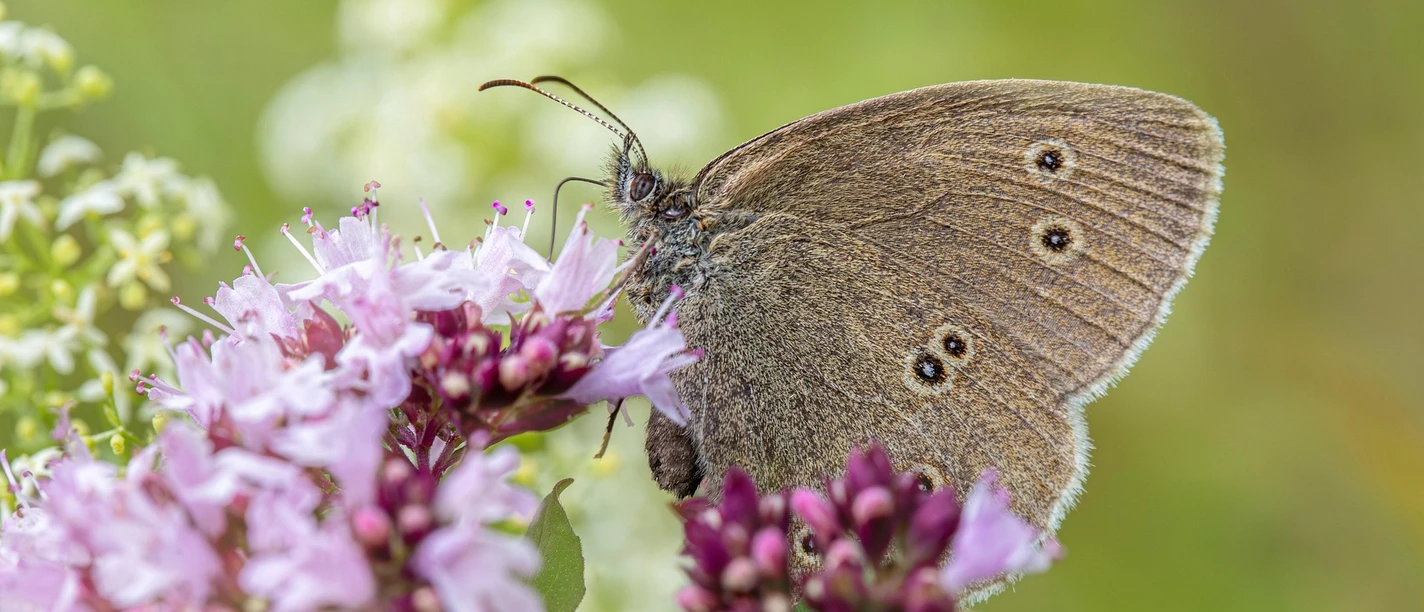 Butterfly | sample image Schmetterling und Blüte