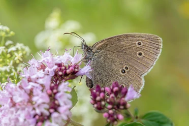 Schmetterling | Beispielbild Schmetterling und Blüte