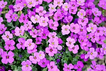 Offener Garten Strahlend violette Blüten wecken die Vorfreude auf einen farbenfrohen Gartenbesuch.