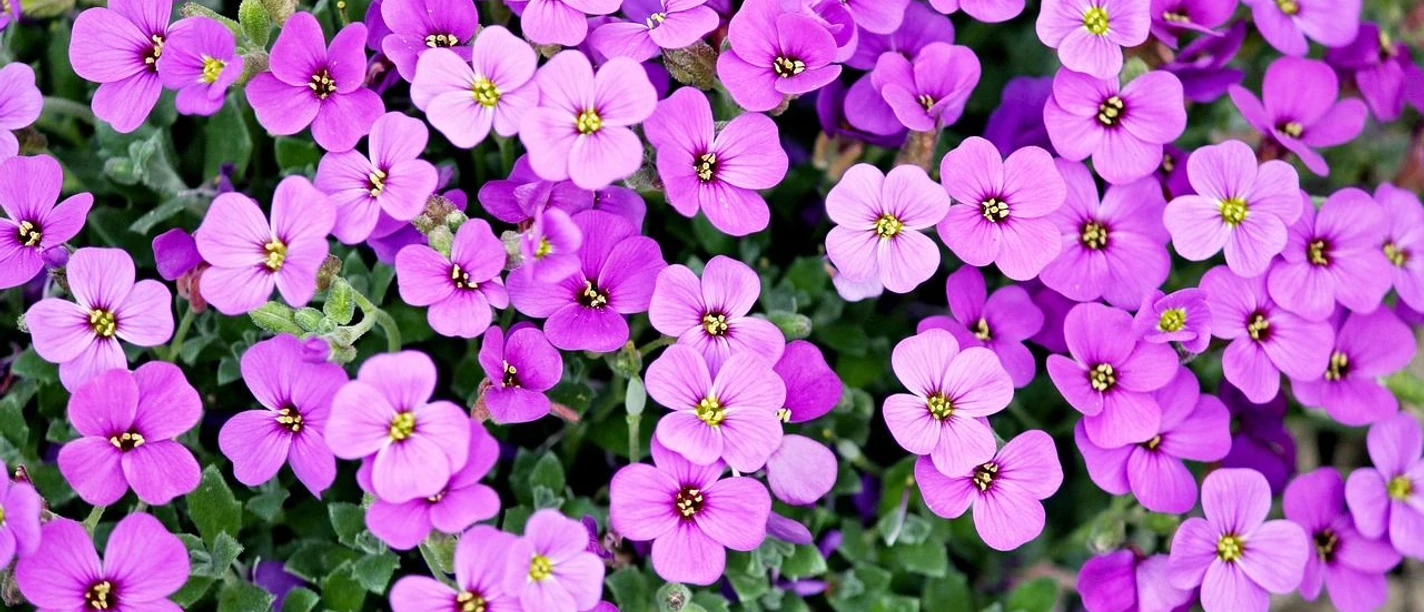 Offener Garten Strahlend violette Blüten wecken die Vorfreude auf einen farbenfrohen Gartenbesuch.