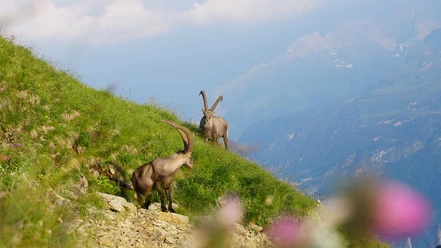 Sommer_Steinboecke_Wildtiere_Brienzer%20Rothorn_Soerenberg%20(3).jpg