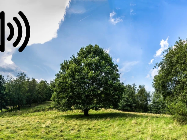 Audio 41 - Krankenhagen, Das Naturschutzgebiet „Auf dem Knickbrink“