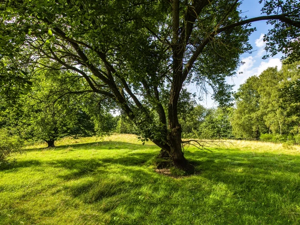 Gräberfeld auf dem Knickbrink