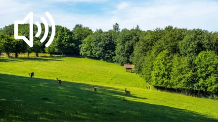 Audio 36 - Friedrichswald, Der alte „Tiergarten“ und was aus ihm wurde