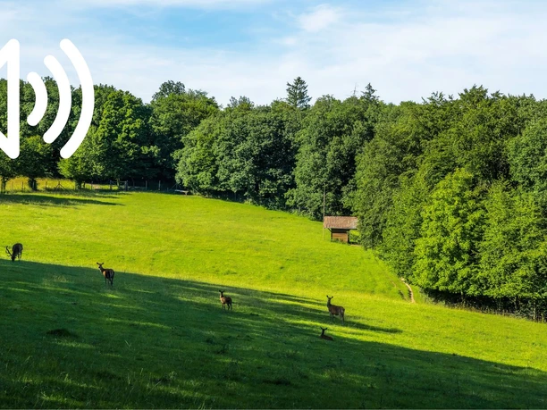 Audio 36 - Friedrichswald, Der alte „Tiergarten“ und was aus ihm wurde