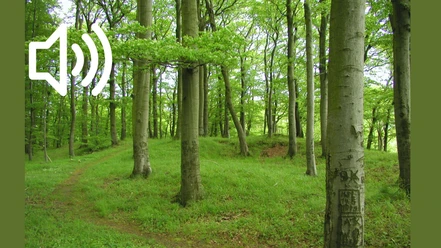 Audio 31 - Hohenrode, Die Sage von der Hünenburg