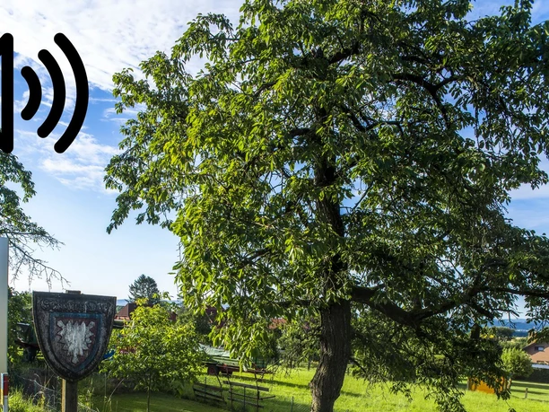 Audio 09 - Todenmann, Das Kirschendorf