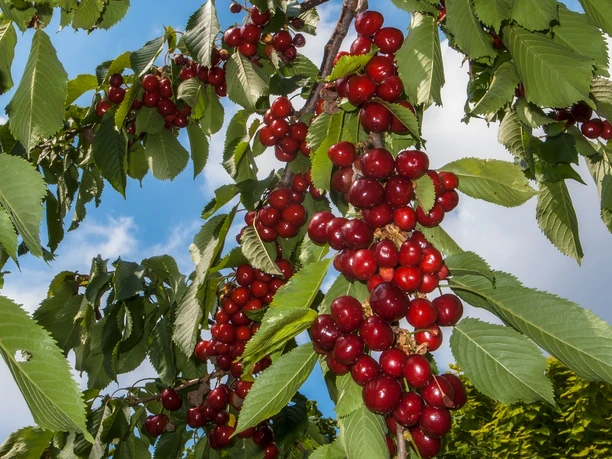 Kirschenernte in Todenmann