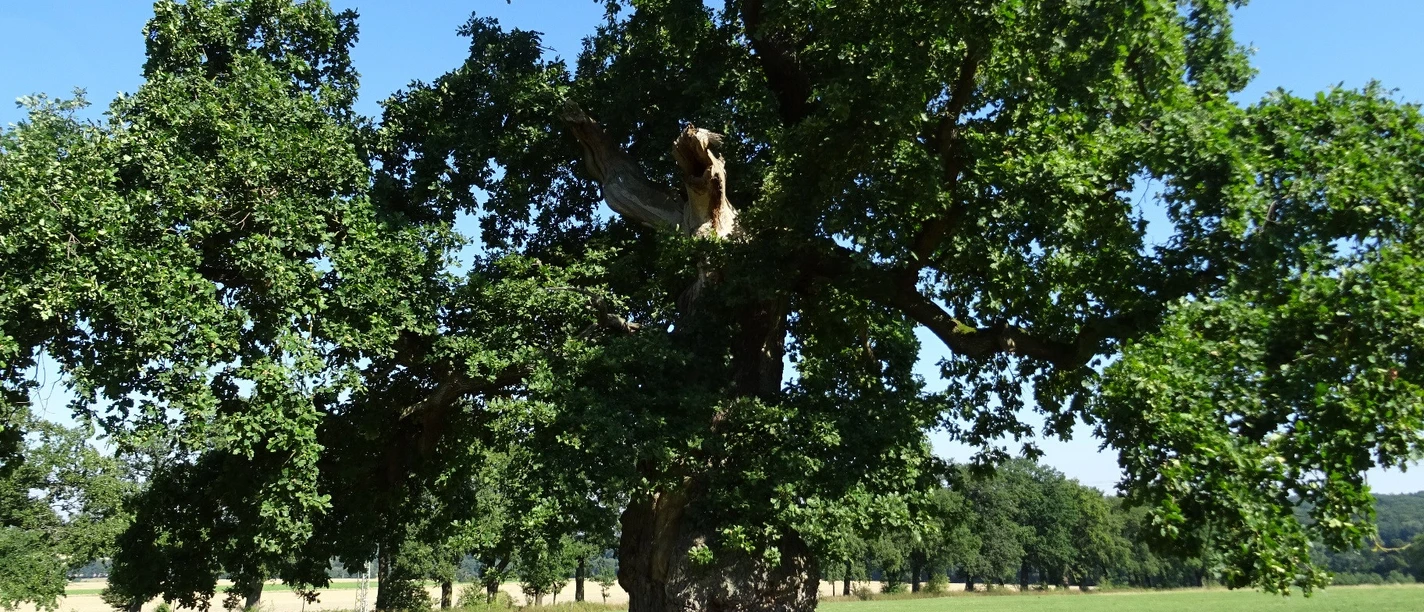 Hute-Eiche_(c)Naturpark Reinhardswald e.V.