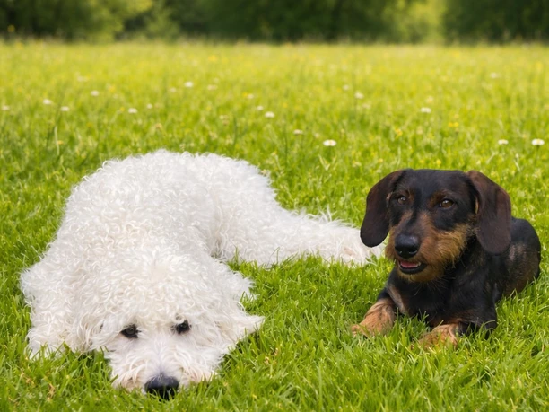 Zwei Hunde liegen auf einer grünen Wiese im Botanischen Garten.
