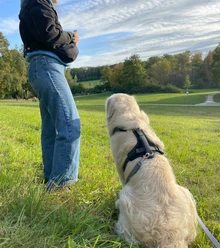 Hundewiese an der Promenade Sparrenburg.jpg
