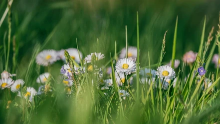 Nahaufnahme einer grünen Wiese mit Gänseblümchen und langen Grashalmen.