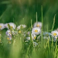 Nahaufnahme einer grünen Wiese mit Gänseblümchen und langen Grashalmen.
