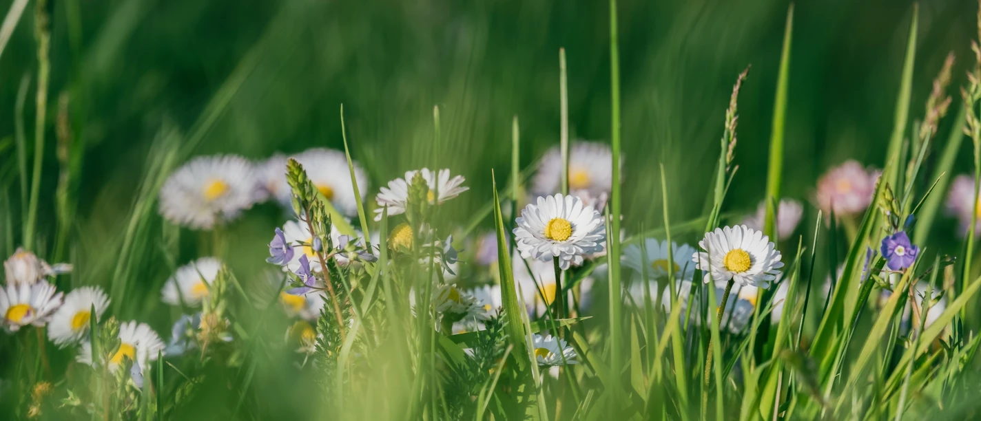 Nahaufnahme einer grünen Wiese mit Gänseblümchen und langen Grashalmen.
