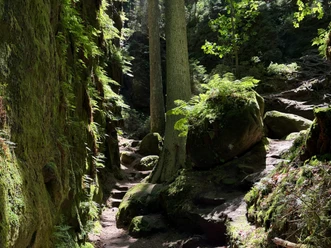 Blick in die Teufelsschlüchte Weg mit moosbewachsenen Felsen links und einem Stein mit Farn