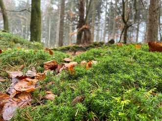 Moosiger Waldboden im Herbst
