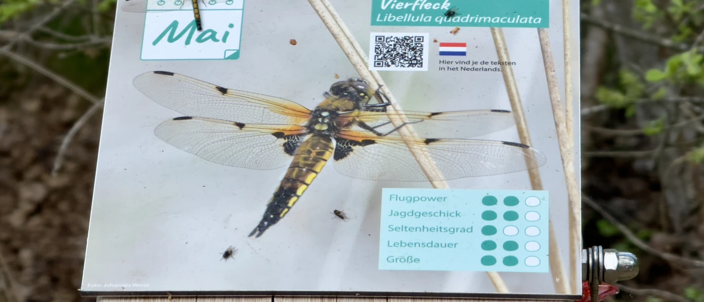 Ein Vierfleck setzt sich auf sein Abbild..JPEG
