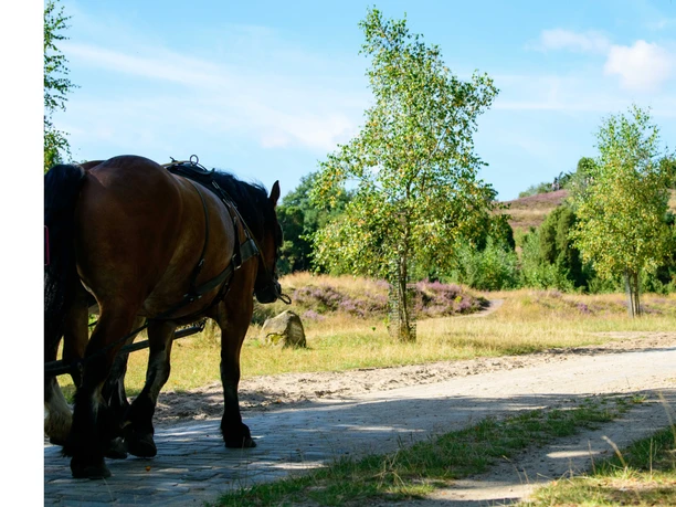 Kutschfahrt-durch-das.naturschutzgebiet-bispingen.jpg Braune Kutschpferde auf einem sonnigen Weg in der blühenden Heidelandschaft.