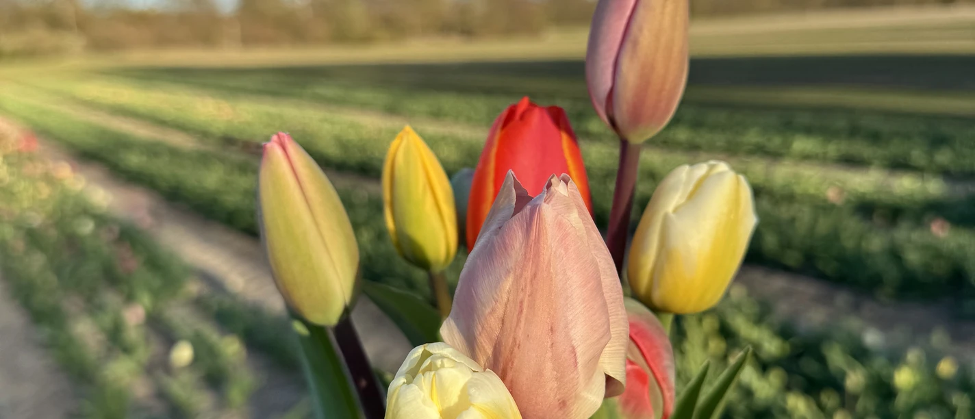 Tulpen.jpg Strauß Tulpen in der Hand.