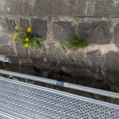 Pflanzen wachsen bereits an der Mauer, teilweise sind sogar kleine Bäume zu sehen.